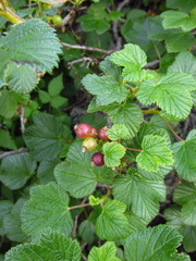 Ribes fragrans