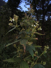 Dendrolobium