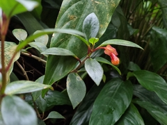 Nematanthus strigillosus