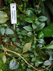 Nematanthus strigillosus