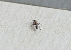 Tetraponera rufonigra