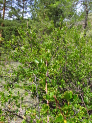 Ribes diacanthum