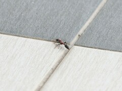 Tetraponera rufonigra