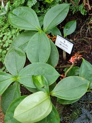 Medinilla succulenta