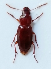 Platyderus atticus
