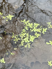 Callitriche stagnalis