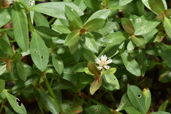 Alternanthera philoxeroides