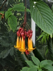 Deppea splendens