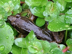 Rana longicrus