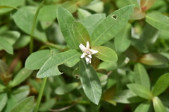 Alternanthera philoxeroides