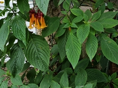 Deppea splendens