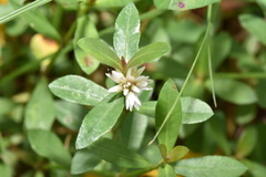 Alternanthera philoxeroides