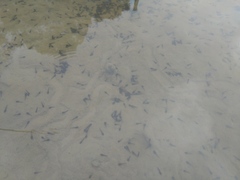 Bufo bankorensis