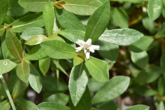Alternanthera philoxeroides