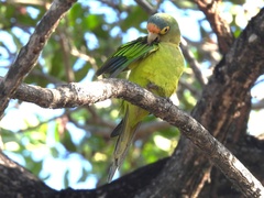 Eupsittula canicularis