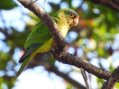 Eupsittula canicularis