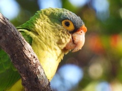 Eupsittula canicularis