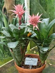 Aechmea fasciata