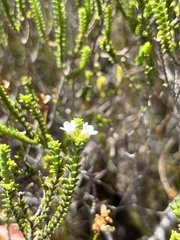 Euchaetis