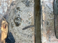 Myriapoda