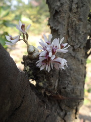 Dendrobium peguanum