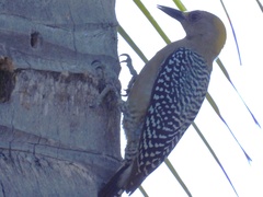 Melanerpes hoffmannii