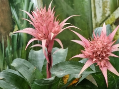 Aechmea fasciata
