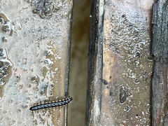 Myriapoda