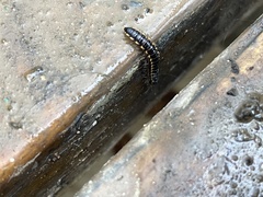 Myriapoda