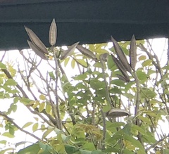 Magnoliopsida