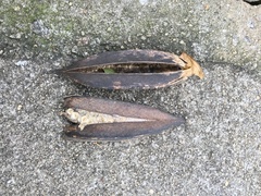 Magnoliopsida