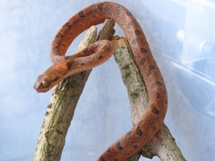 Leptodeira ornata