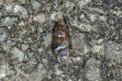 Cochlicopa