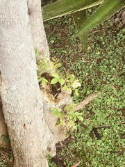 Magnoliopsida