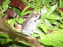 Leptobrachium hasseltii