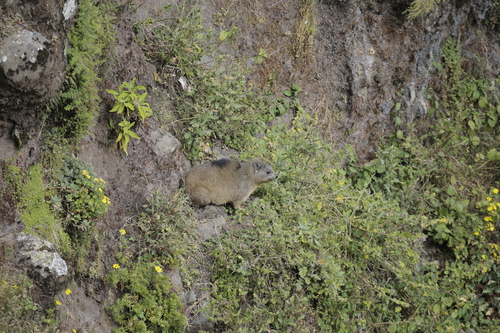 Rock Hyrax