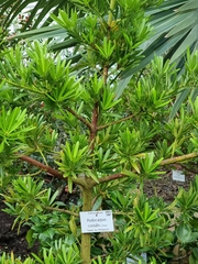 Podocarpus costalis