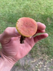 Hortiboletus campestris