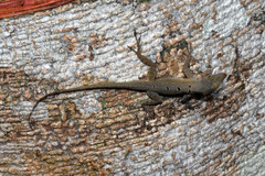 Anolis stratulus