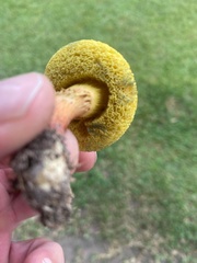 Hortiboletus campestris