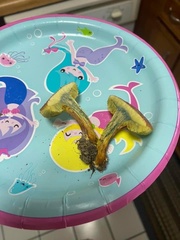 Hortiboletus campestris