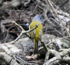 Culicicapa ceylonensis