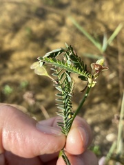 Aeschynomene pratensis