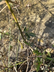 Aeschynomene pratensis