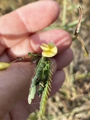 Aeschynomene pratensis