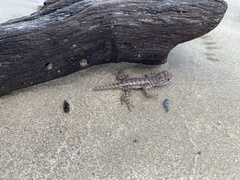 Tropidurus