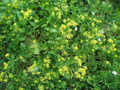 Rorippa × armoracioides