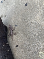 Tropidurus