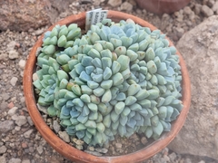 Echeveria subcorymbosa