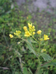 Rorippa × armoracioides